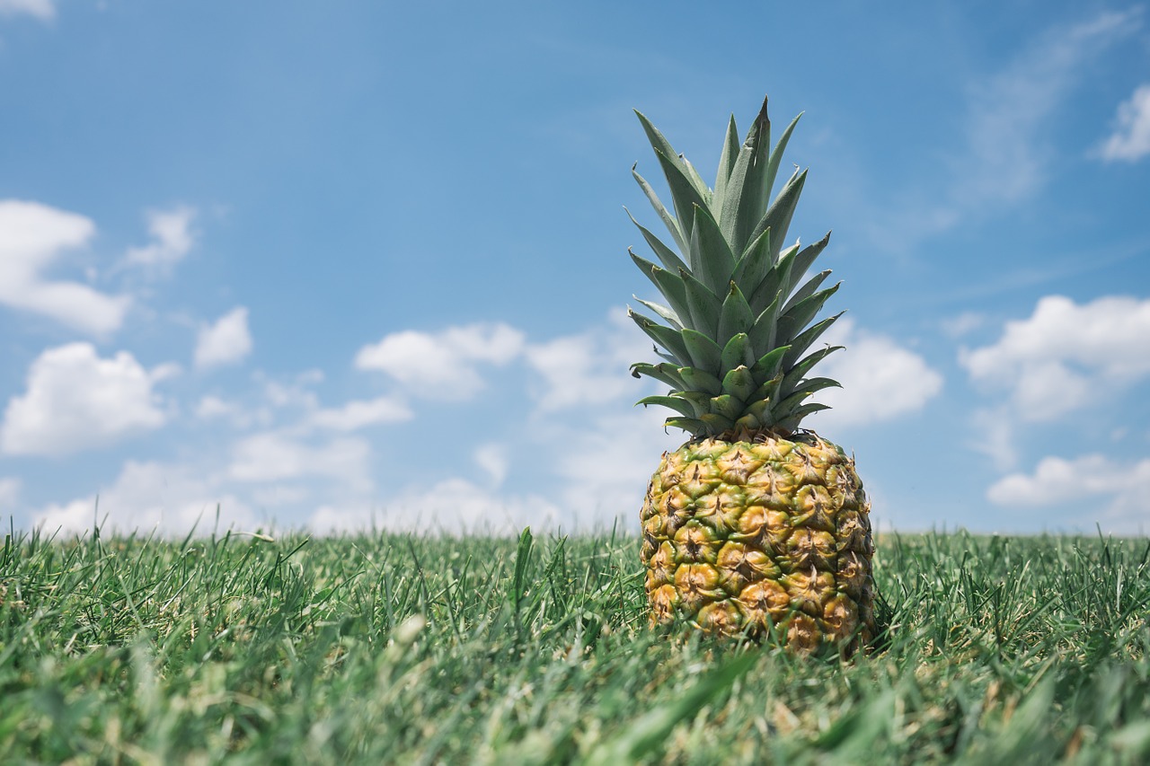 Wound-Healing Properties of Pineapples Harnessed by Brazilian Researchers Thumbnail