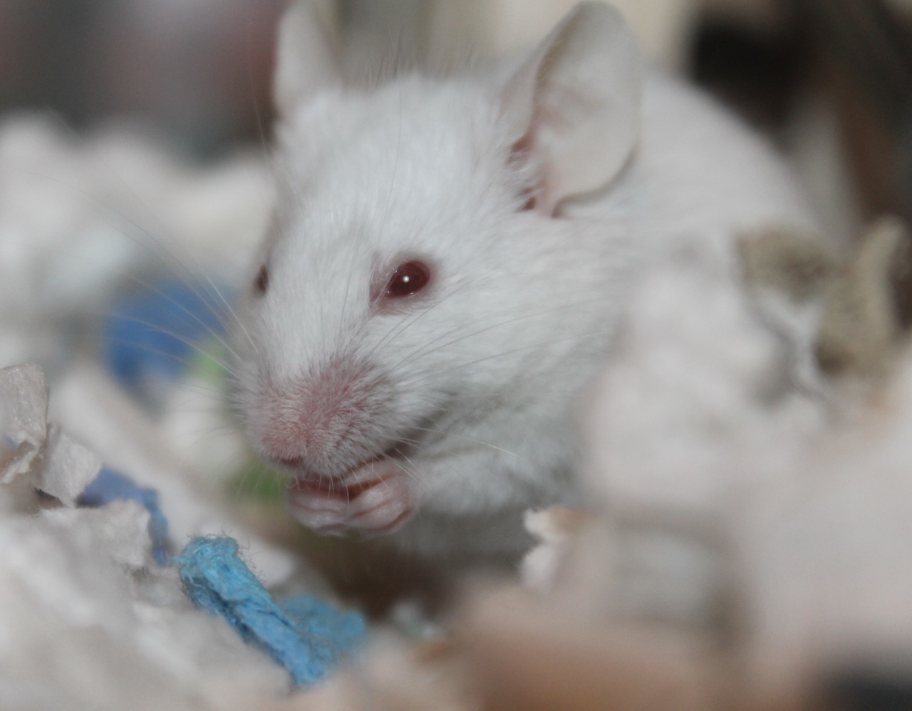 Dopamine Shrinks Cancer Tumors in Mice Thumbnail