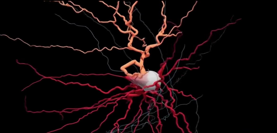 New Type of Brain Cell May Provide Insight into Mechanism of Human Consciousness Thumbnail