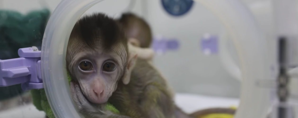 Scientists in China Create Five Clones from Gene-Edited Monkey Thumbnail