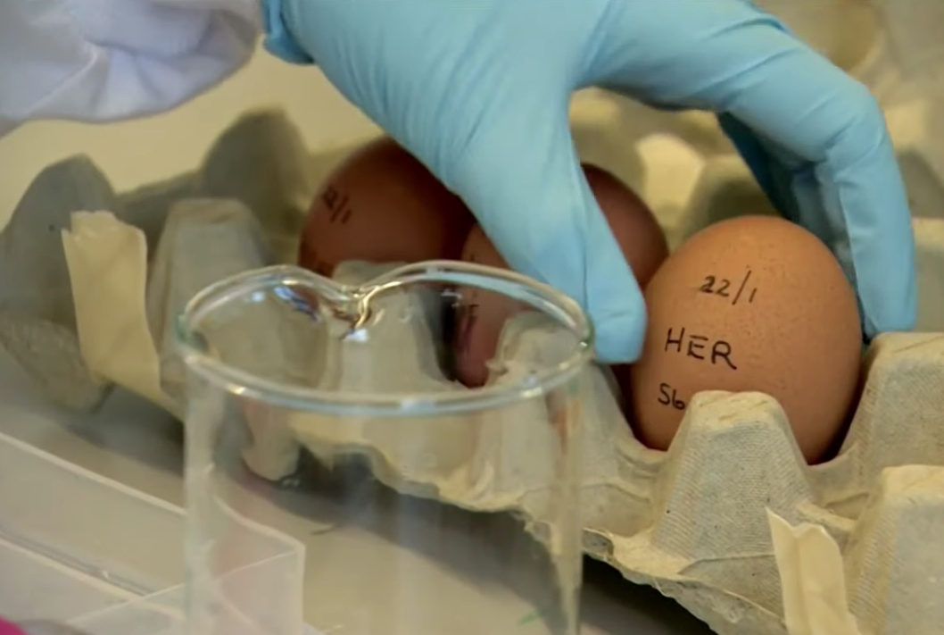 Improving the Viability, Availability, and Output of Genetically Modified Chickens Thumbnail