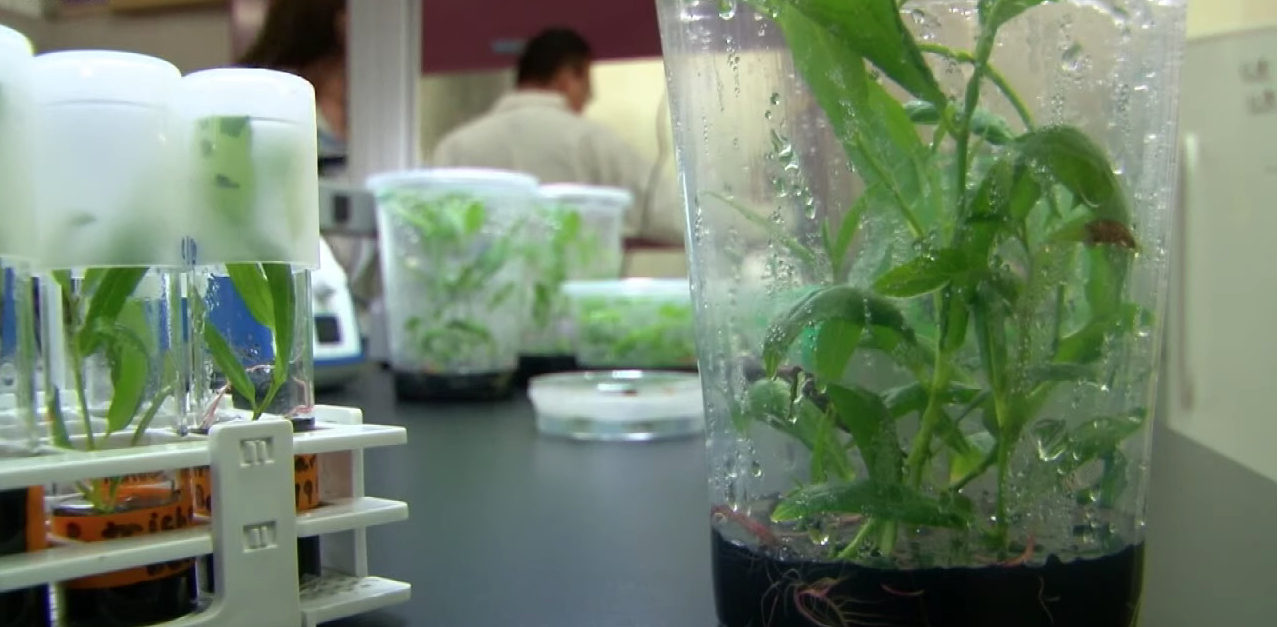 Trees Could Be an Important Testing Ground in the Fight Against Cancer Thumbnail