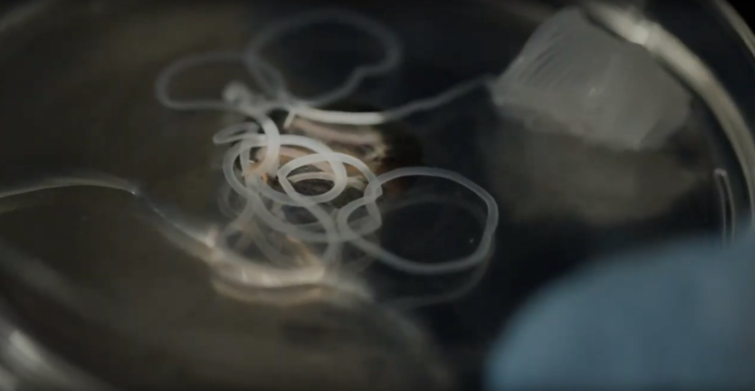Bioprinting Hollow Perfusable Vessels Thumbnail