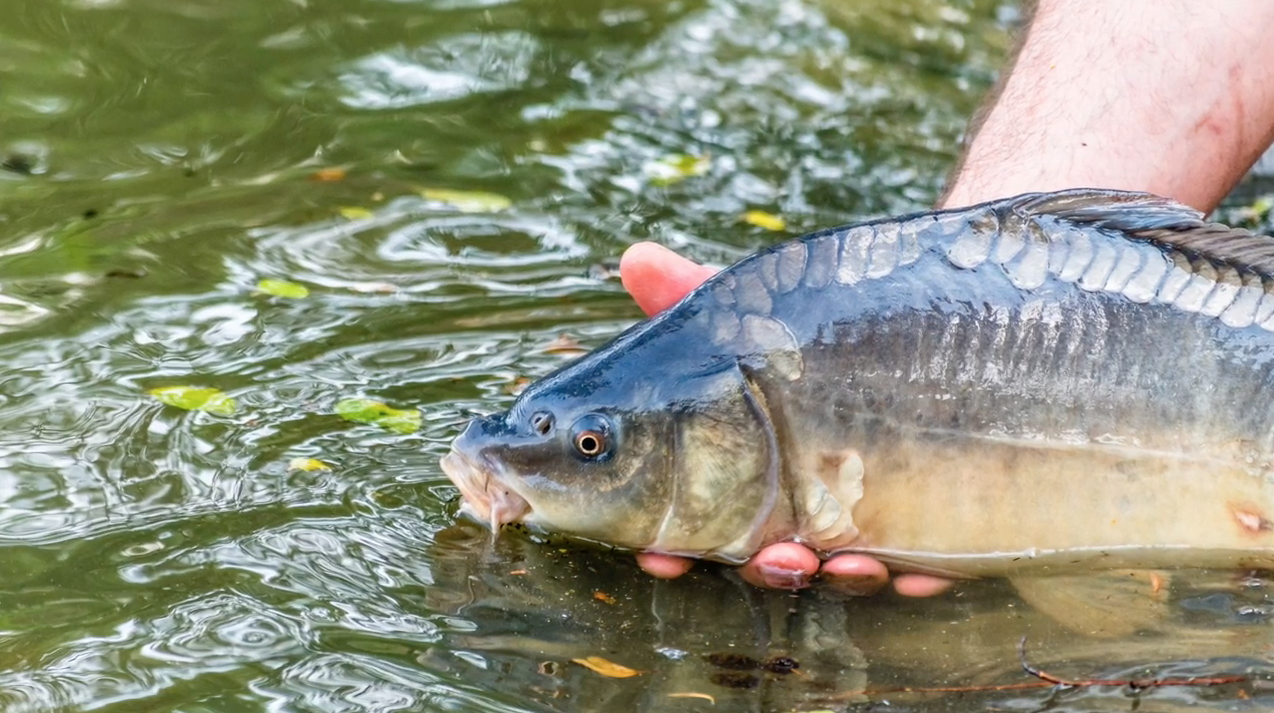 A Cure for the Common Carp Thumbnail