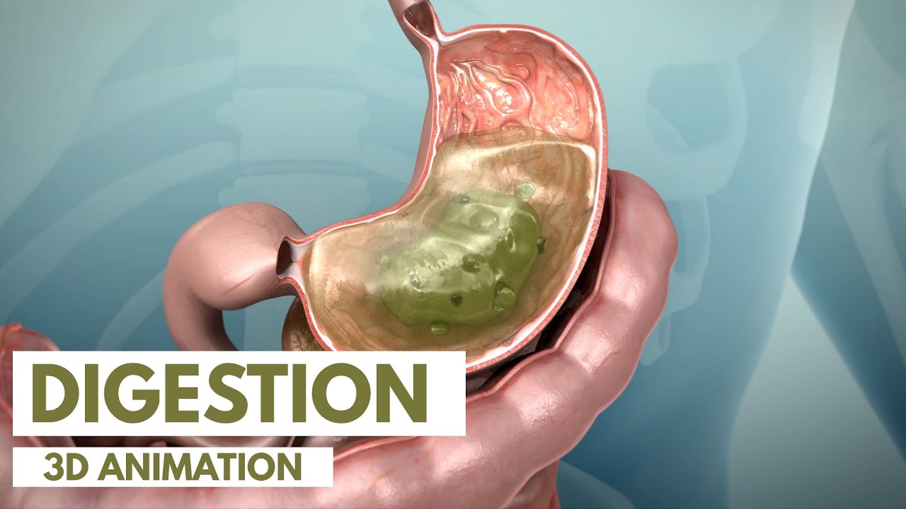 How the Digestive System Works | 3D Animation Thumbnail