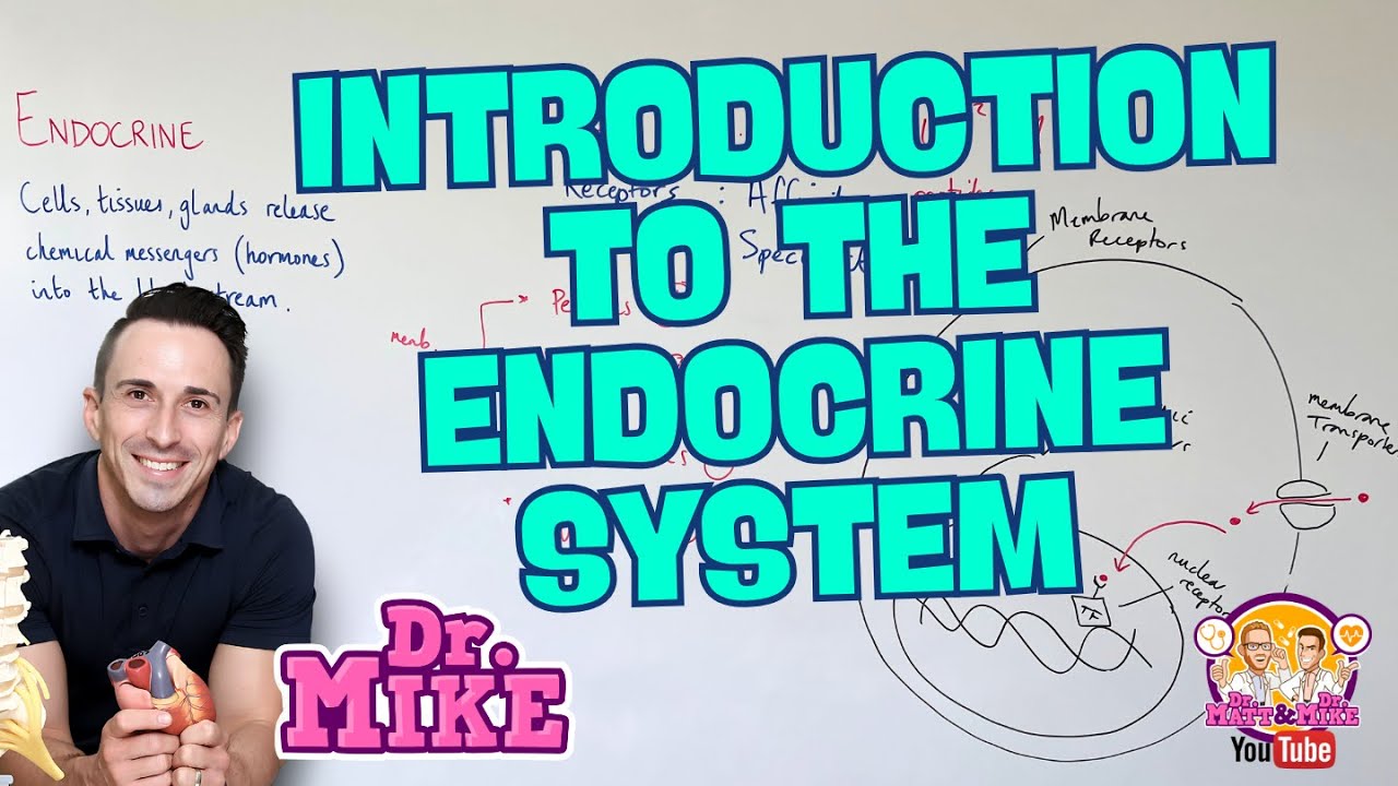 Introduction to the Endocrine System Thumbnail