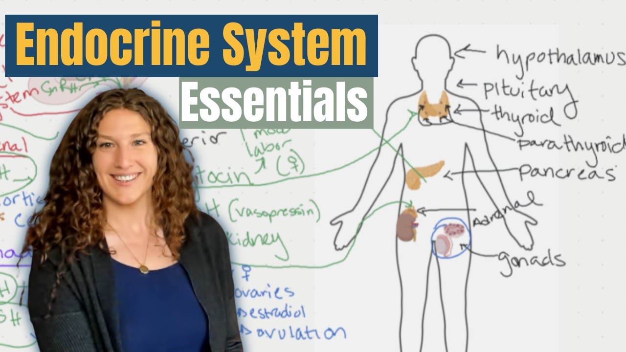 MCAT Biology: Endocrine System Essentials Thumbnail